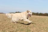 GOLDEN RETRIEVER 141